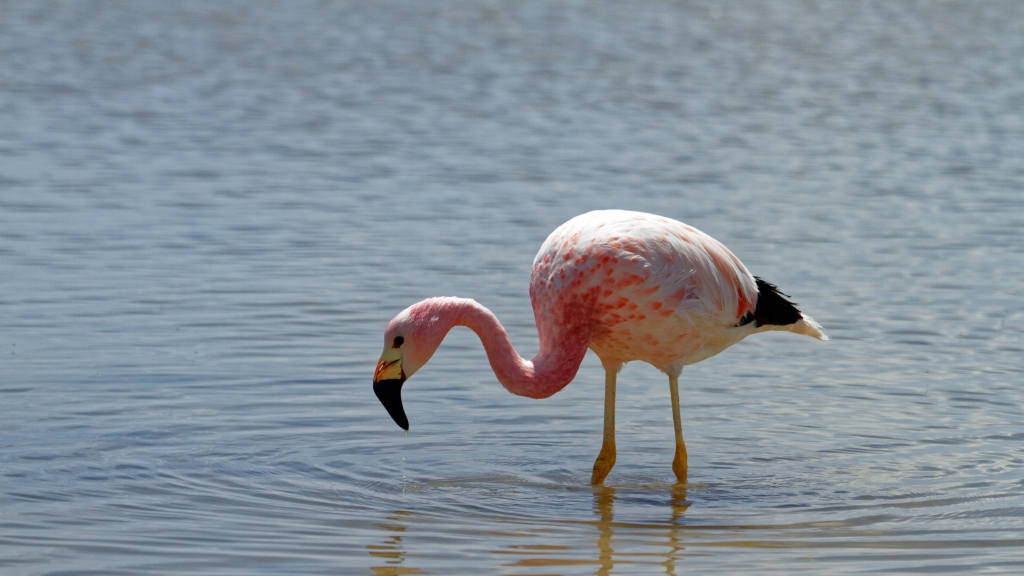 01 - Désert d'Atacama (12) - Laguna Chaxa.jpg